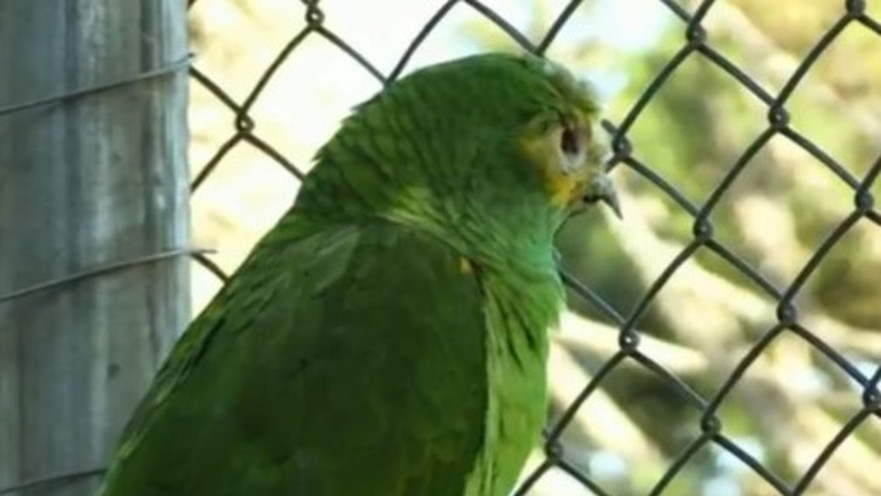 פרדי קרוגר התוכי