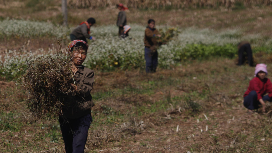 חקלאים בקוריאה הצפונית
