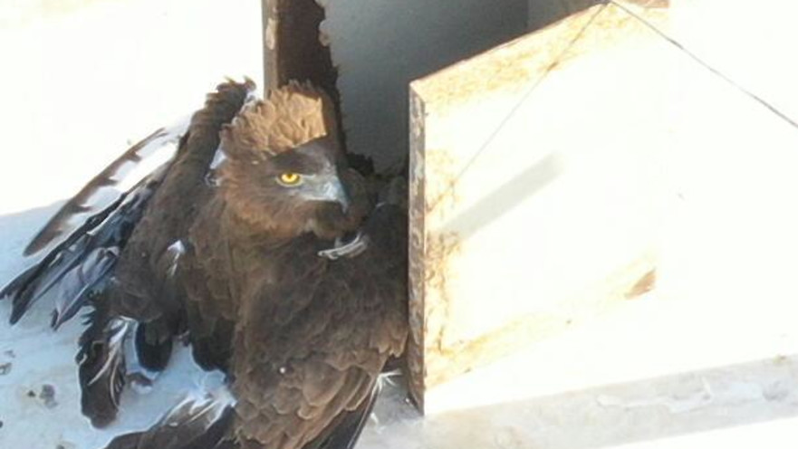 חיוויאי שחולץ ביריחו