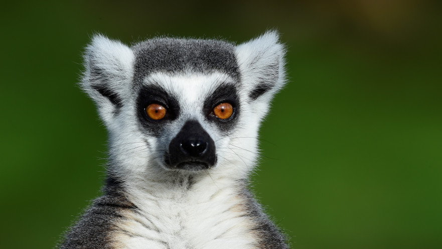 למור זנב טבעת