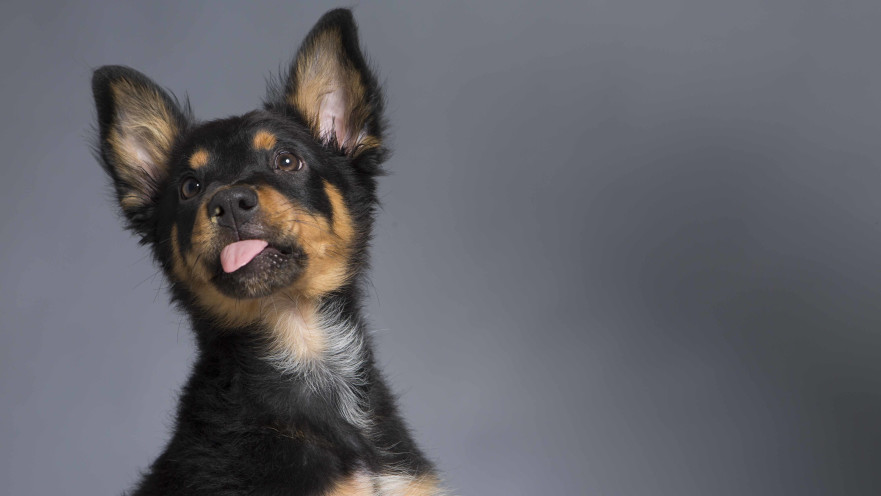 גם חיית המחמד שלכם רוצה אוכל טוב ובריא