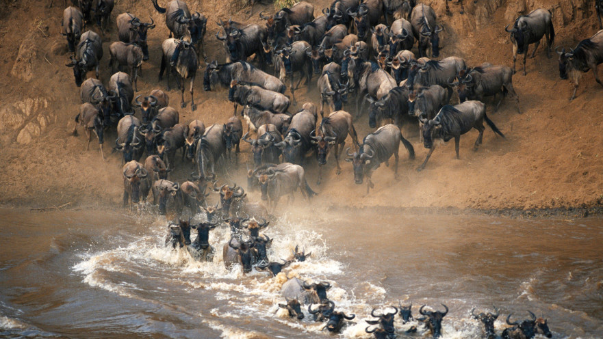 נדידת הגנו בטנזניה