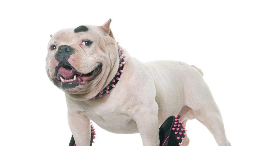 כלבים מפונפנים