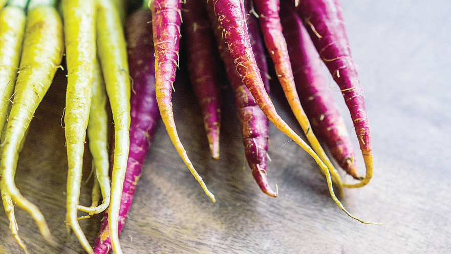 שורשים בשלל צבעים