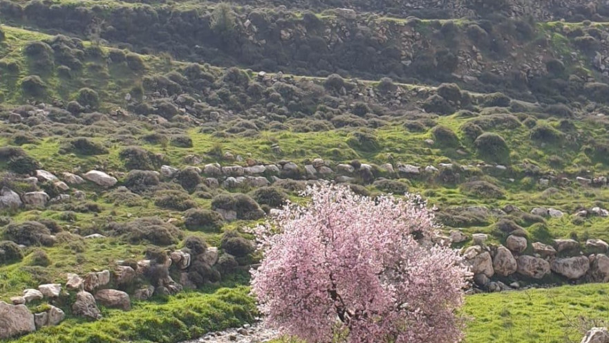 פריחת שקדיה לצד מסילת הרכבת בקו תל אביב-ירושלים