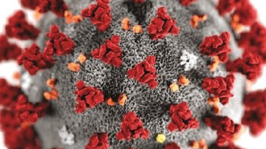 נגיף הקורונה