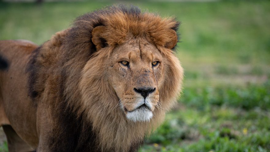 אריה בספארי ברמת גן
