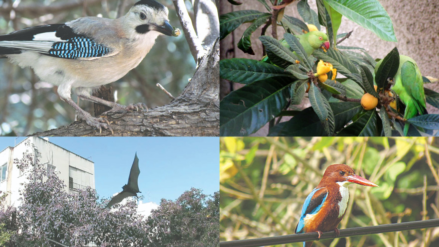 משמאל למעלה: עורבני, דררה, שלדג לבן חזה, עטלף פירות