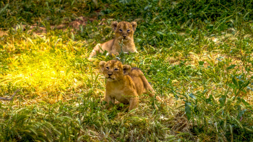 גורי האריות האסיאתיים שאחד מהם נקרא על שם ראש העיר ירושלים משה ליאון