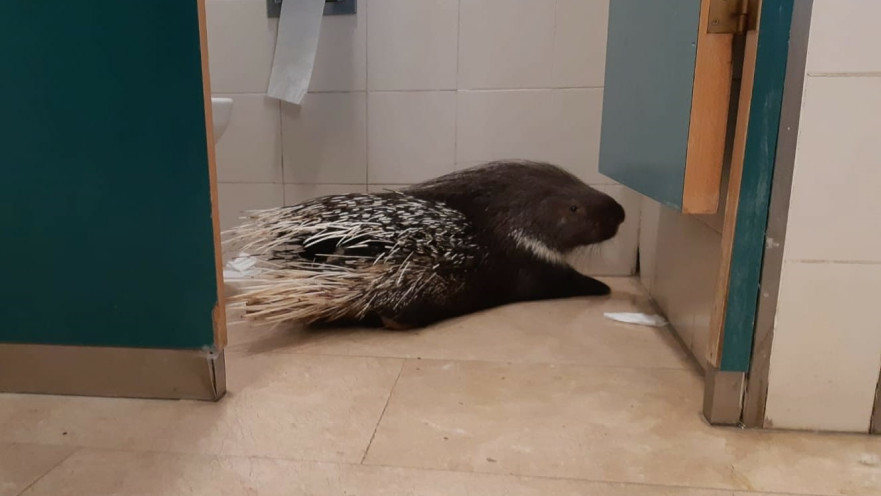 האורח המפתיע בשירותי הכנסת