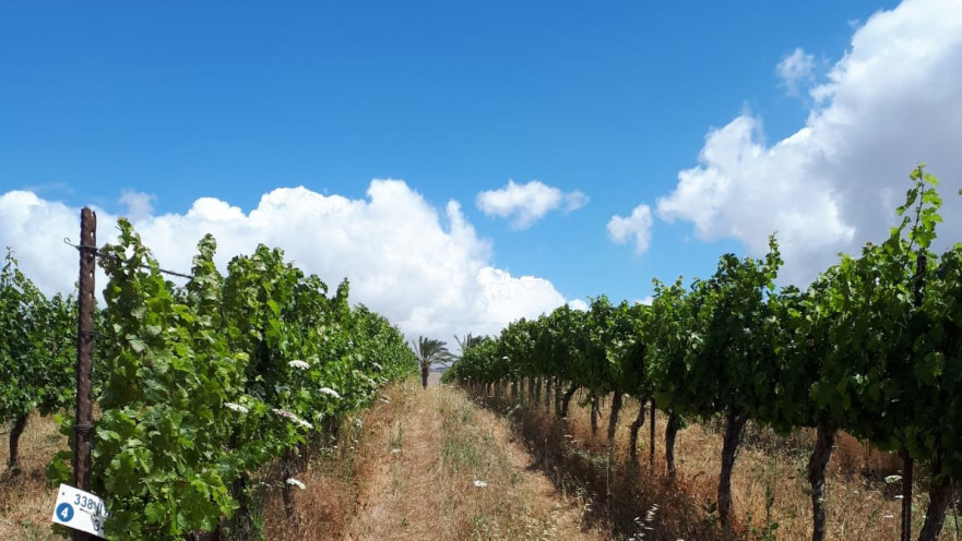 יקב הרי גליל, כרם 