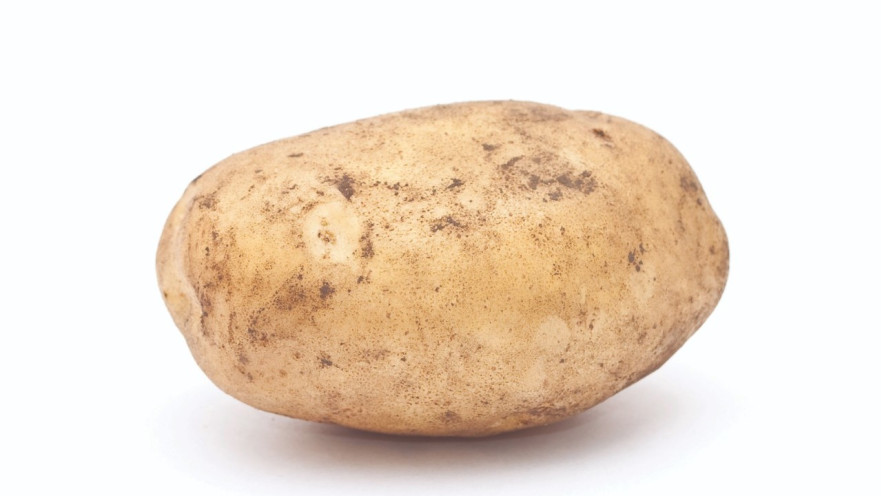 תפוח אדמה, אילוסטרציה