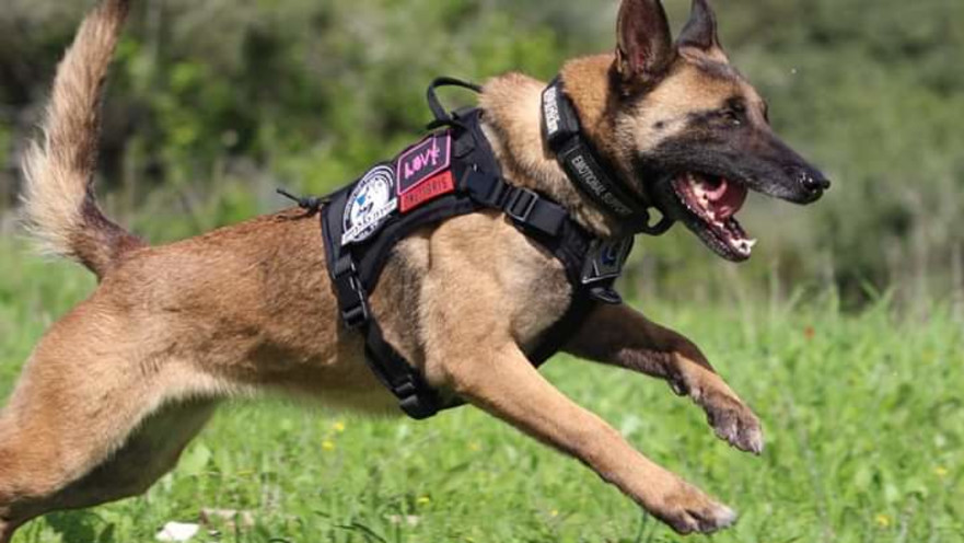 כלב חילוץ ביחידת הכלבנים