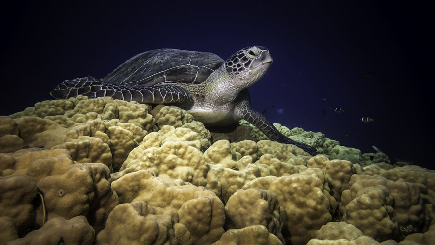צב ים במפרץ אילת 