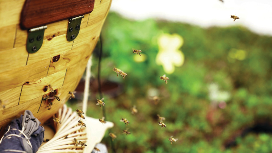 כוורת דבורים
