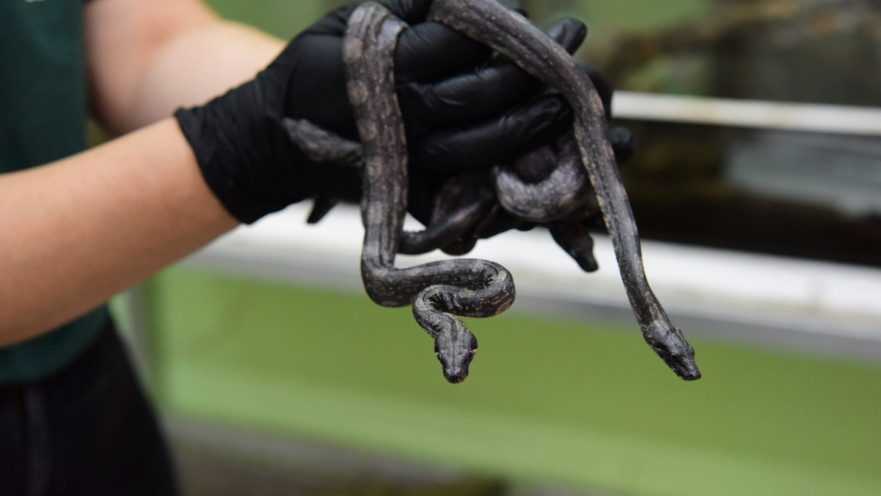 הנחשונים החדשים שנולדו