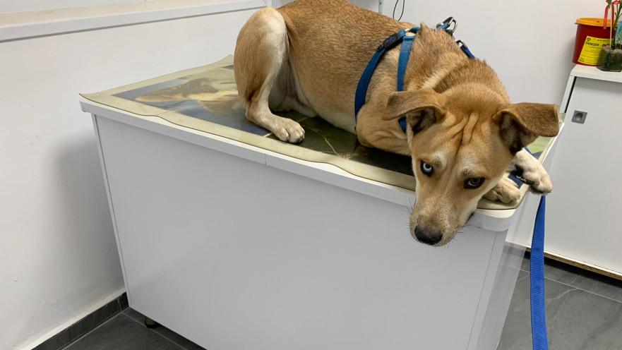 הכלב שעבר התעללות בבת ים