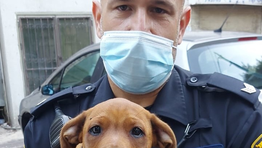 הכלבה שעברה התעללות בחיפה