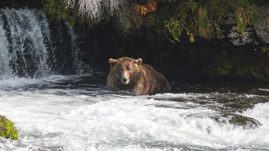 הדוב השמן ביותר באלסקה