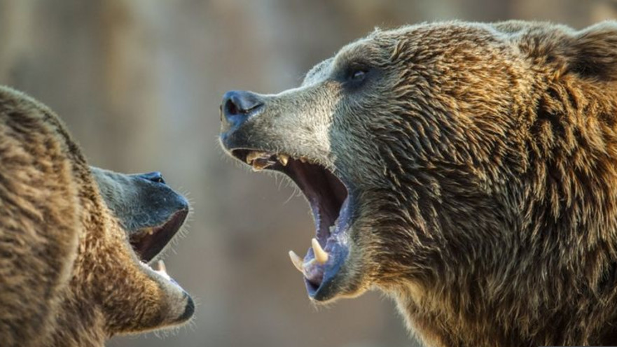 דובים, אילוסטרציה