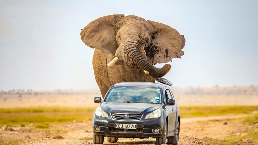 הפילה רודפת אחרי הרכב בקניה