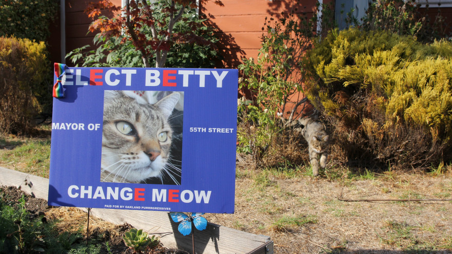 החתולה בטי רצה לראשות הוועד