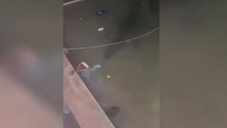 התנין שוחה מתחת למים בחדר המשחקים במקסיקו