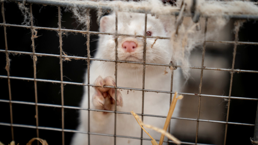 חורפן המיועד להשמדה בדנמרק