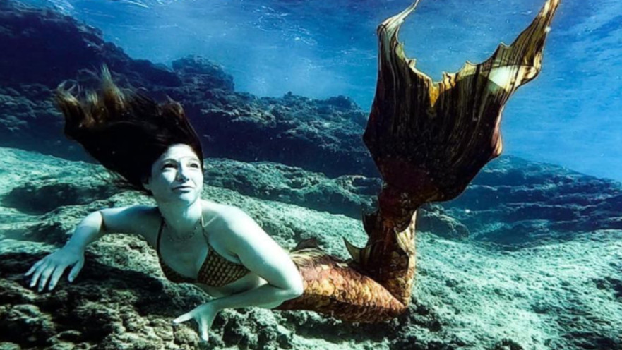 שיר פרג שוחה עם סנפיר מתחת למים 