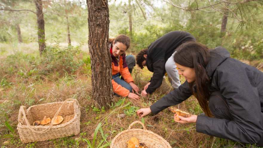 סיורי פטריות בגליל המערבי 