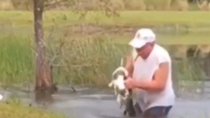 ריצ'רד וילבנקס מציל את גור הכלבים שלו משיניו של התנין