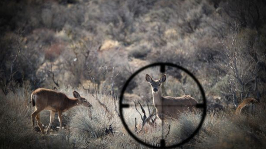 ציד, אילוסטרציה