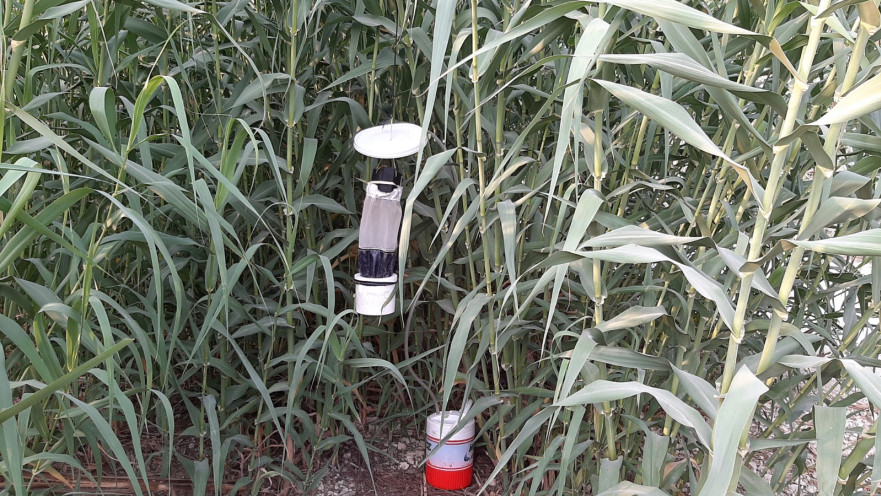 מלכודות יתושים