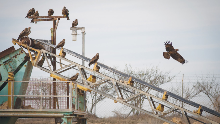 ציפורים, אילוסטרציה