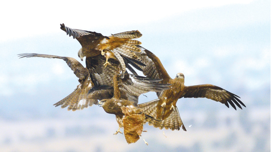 ציפורים בשמי ישראל