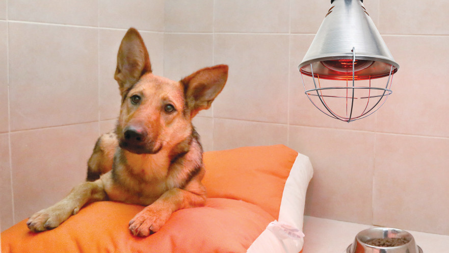 התרמה למען כלבים נטושים