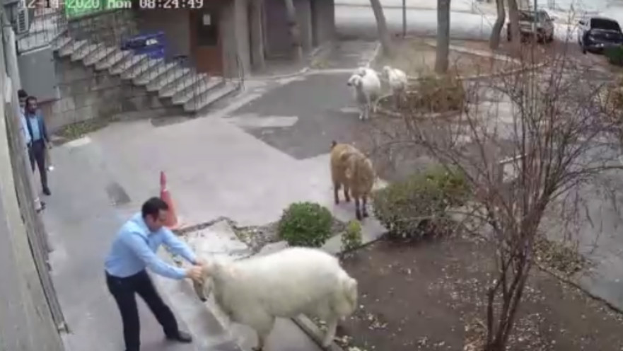 רגעי הפשיטה של הכבשים על בניין העירייה