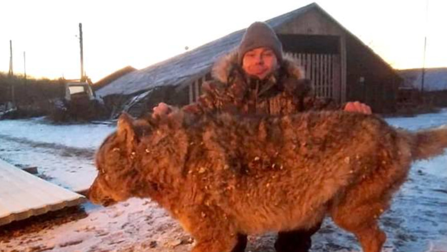 החקלאי והזאב