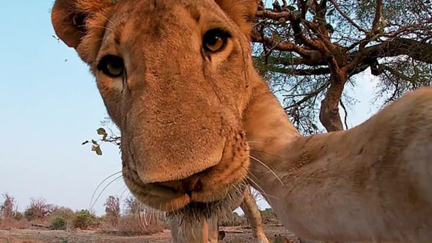 הלביאה באמצע סלפי