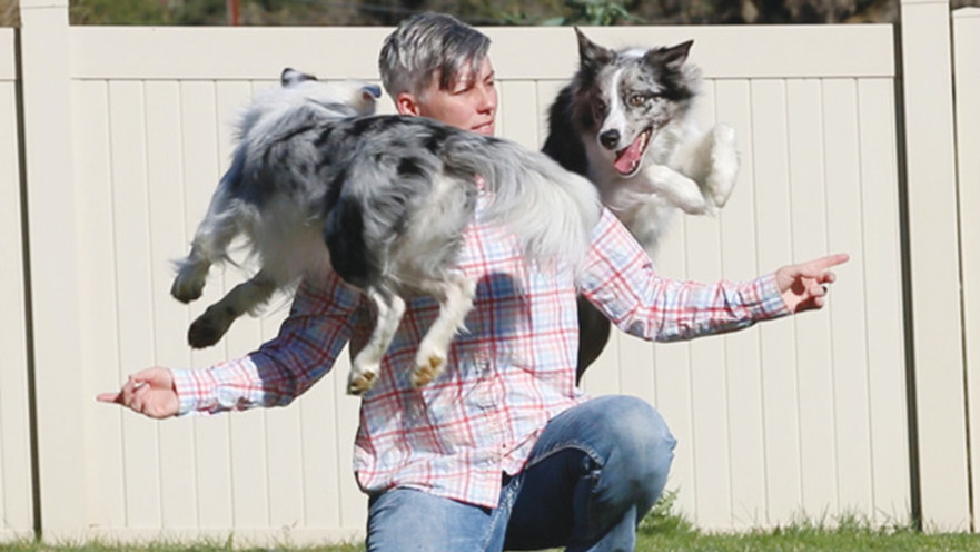 לרלהאם ושני הכלבים וויש והלו 