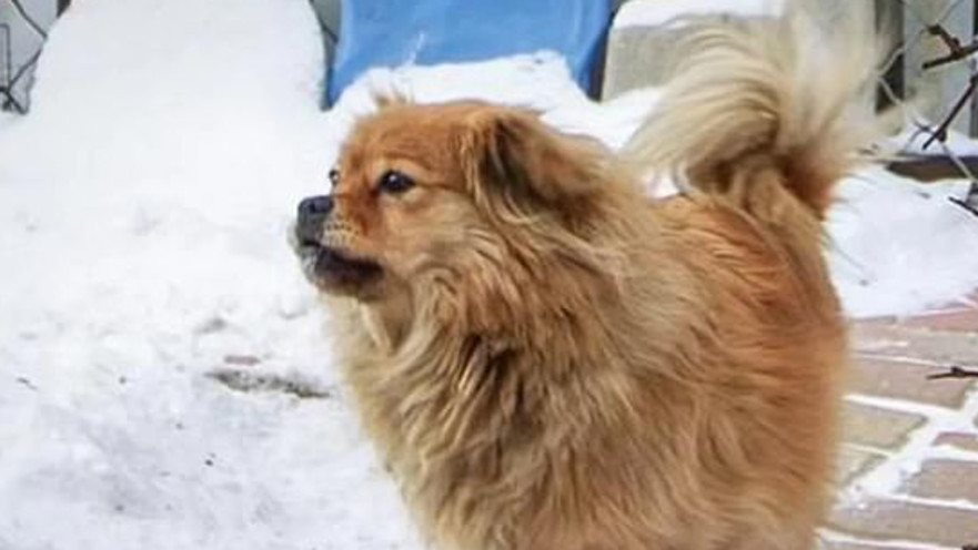 אפילו בשלג - הכלב דה הואנג ממתין לבעליו