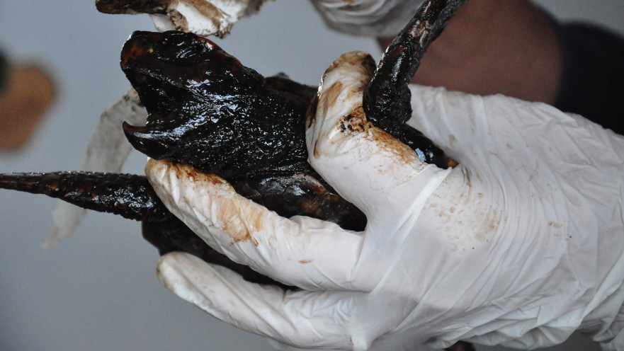 טיפול בצבי ים שנפגעו בזיהום הזפת בחופי הים