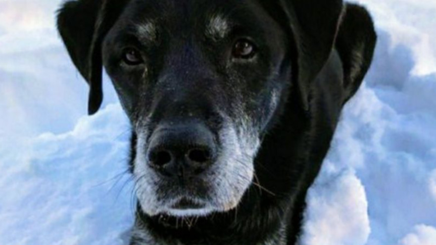 הכלב של בריאן ווטסון 