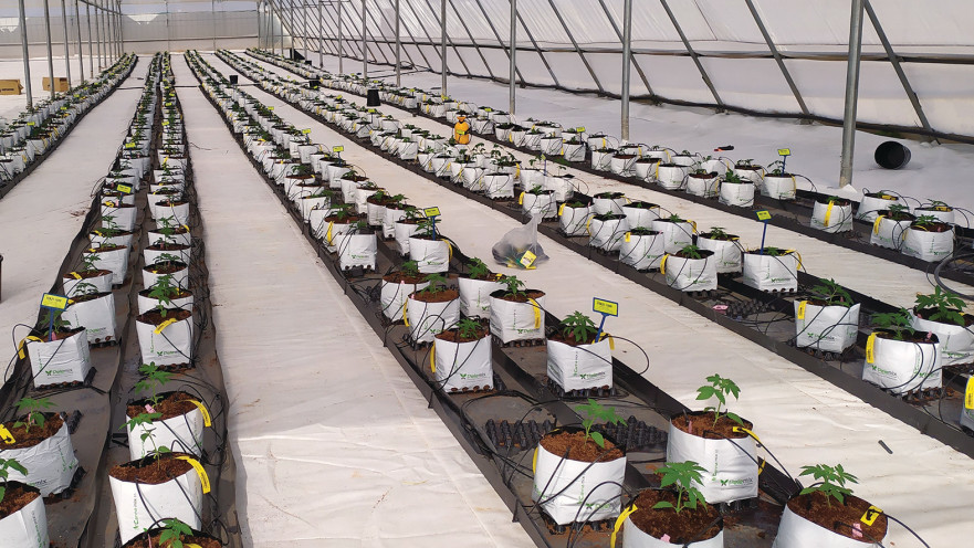 השבחה גנטית של קנאביס שנועדה לפתור את בעיות הענף