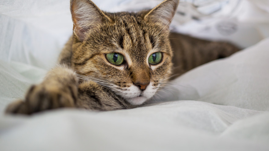 חתול, אילוסטרציה