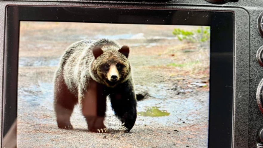 הדוב שתקף את קרל מוק