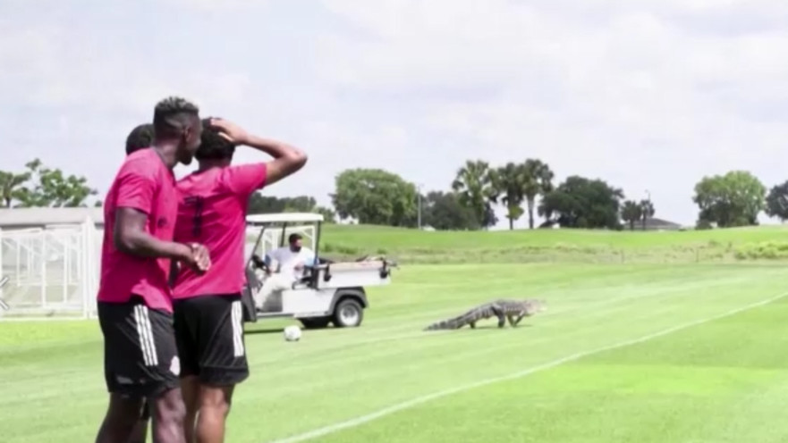 התנין שהתפרץ למגרש הכדורגל בזמן אימון