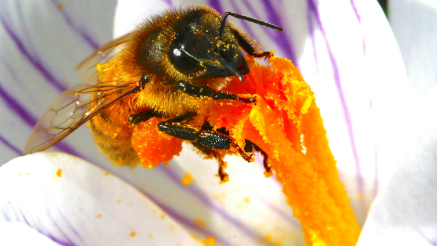 דבורה, אילוסטרציה