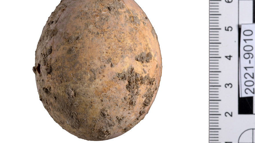 הביצה שנמצאה בחפירות הארכיאולוגיות