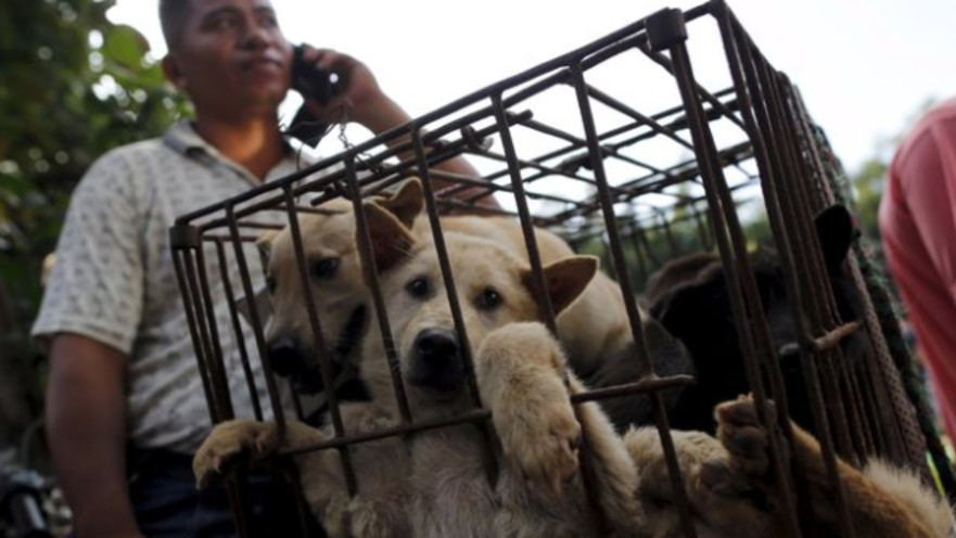 כלבים חסרי אונים בפסטיבל 